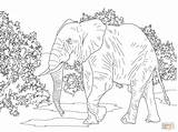 Coloring Elephant African Pages Animals Realistic Savanna Forest Printable Walking Indian Drawing Colouring Asian Supercoloring Elephants Kids Animal Desert Plants sketch template