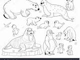Arctic Coloring Pages Animals Printable Color Getcolorings Print sketch template