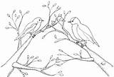Coloring Robins Printable Pages Feeding Robin Babies Mother sketch template