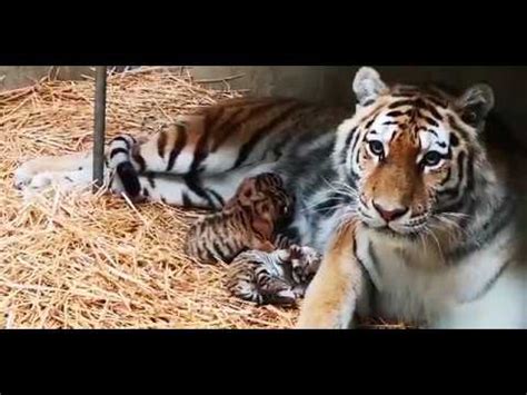 tijgerwelpjes geboren  safaripark beekse bergen youtube