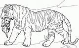 Tiger Coloring Lion Cub Ausmalbild Cubs Getdrawings Bengal Tigers Ausdrucken Dyr Tegninger Afrika sketch template