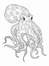 Octopus Ringed Coloriage Mewarnai Gurita Ausmalbilder Ausmalbild Polvo Colorir Krake Kraken Tentacles Supercoloring Omeletozeu Pulpos Pulpo Octopodes Anillos Azules Bonikids sketch template