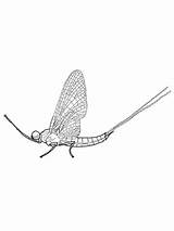 Mayfly Coloring Pages Legged Brush Drawing Printable Adult Supercoloring Categories Choose Board Crafts sketch template