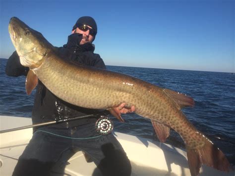 video potential world record muskie   fly orvis news