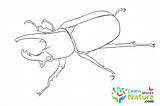 Beetle Beetles sketch template
