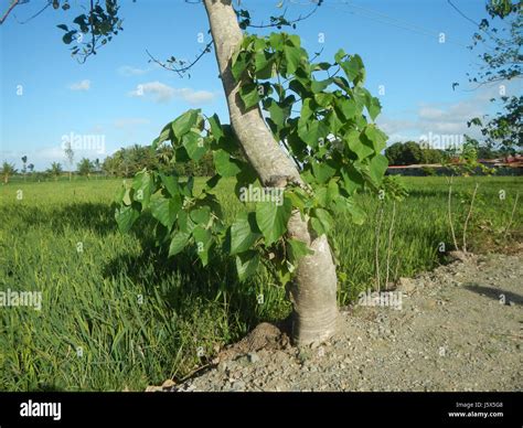 barangays tree  res stock photography  images alamy