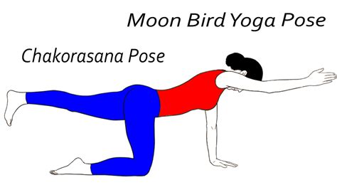 chakorasana pose moon bird yoga pose sarvyoga yoga