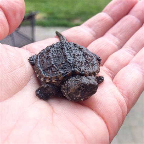 baby snapping turtle   road  adorable raww