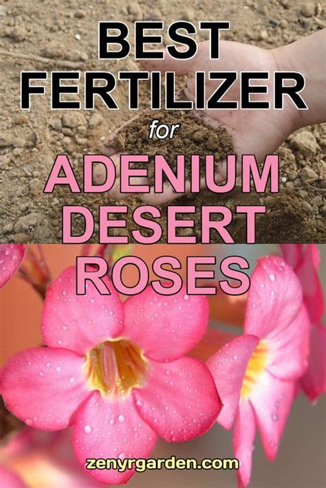 Best Fertilizer For Desert Rose In 2020 Rose Plant Care