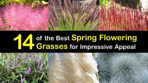 spring flowering grasses  impressive appeal