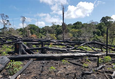 wetenschappers vrezen de totale bossterfte als de amazone blijft branden wibnetnl