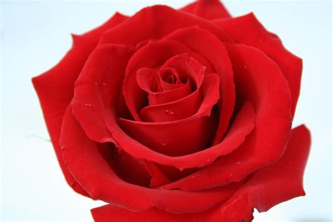 beautiful red rose images