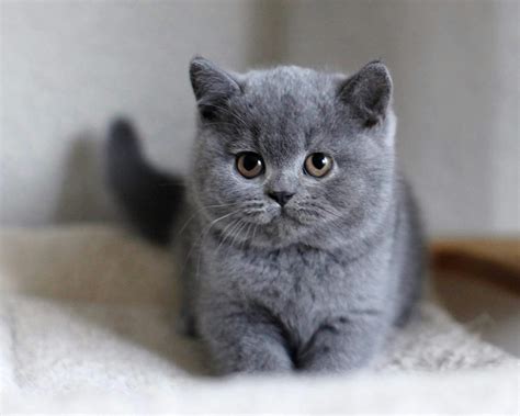 british shorthair kittens  sale bentaherocom