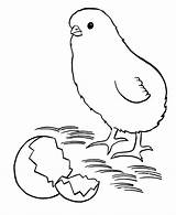 Pollito Chicks Huhn Ausmalbilder Huevo Ausmalbild Kostenlos Chicken Malvorlagen sketch template