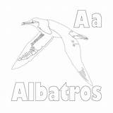 Albatross Coloring Pages Printable Coloringbay sketch template
