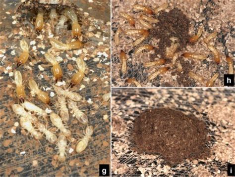 termites dont treat  corpses equally realclearscience