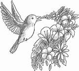 Oiseau Chante Grayscale Artherapie Oiseaux Adulte Coloriages Gratuitement Dessiner Depuis Imprimez sketch template