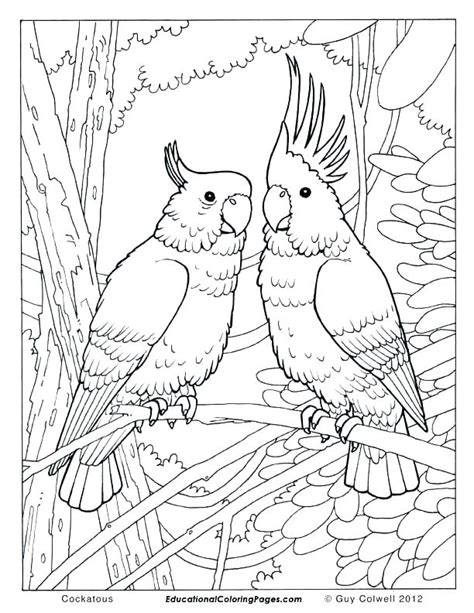 realistic bird coloring pages  getdrawings