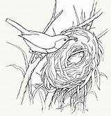 Nest Coloring Pages Bird Visit Shark sketch template