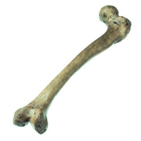 s 3 f reconstruction of femur of homo neanderthalensis biomedical models