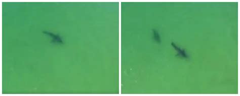 drone video footage shows great white sharks interacting  coast