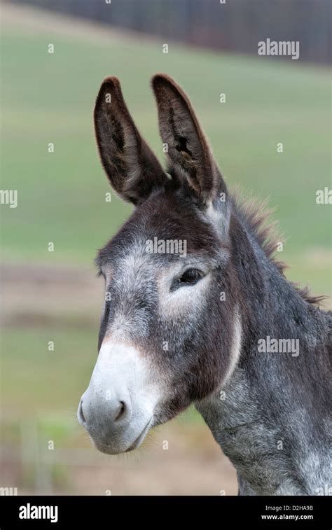 donkey  ears  alert side view gray burro  head shot close
