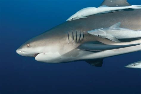 Do Sharks Lay Eggs Or Give Birth Cousteau