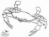 Coloring Pages Crab Blue Bay Drawing Chesapeake Printable Book Crabs Chesapeakebay Colouring Color Bluecrab Fish Template sketch template