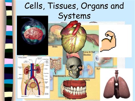 Ppt Cells Tissues Organs And Systems Powerpoint Gambaran