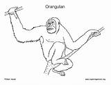 Orangutan Coloring sketch template
