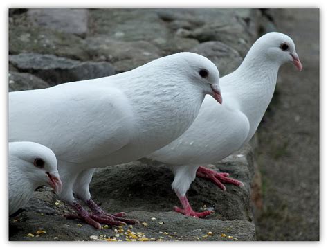 white doves photograph  lorainek photographs