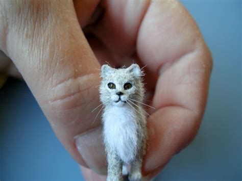 kilmouski  miniature cat