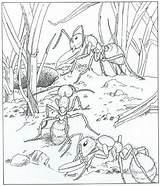 Kleurplaat Mieren Fourmi Kleurplaten Cigale Natuur Mier Dieren Volwassenen Nature Ums Rund Kleuterdigitaal Ants Colony Grond Tekening Insecten Buzz2000 Disegni sketch template