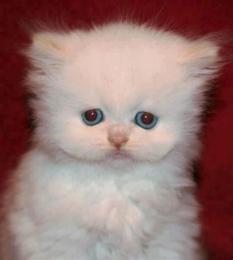 baby white persian kitty teacup persian kittens angora cats persian kittens