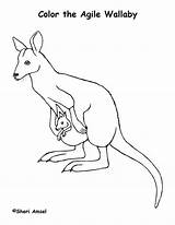 Coloring Wallaby Pages Animals Color Agile Australia Animal Sheet sketch template