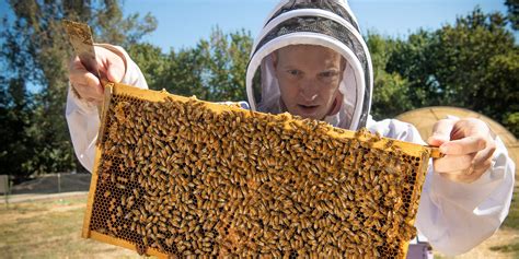 honey bees  veterinarians  uc davis western institute  food