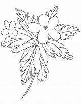 Coloring Buttercup Pages Small Flower sketch template