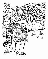 Coloring Pages Tiger Realistic Animals Animal Tigers Printable Color Kids Adults Cool Malayan Getdrawings Getcolorings Clip Drawing Library Print Popular sketch template