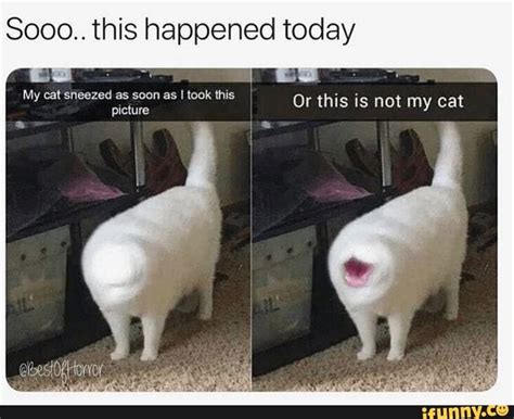 8000 this happened today “we or this is not my cat ifunny