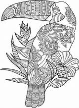 Coloring Adult Toucan Zentangle Pages Animal Mandala Adults Printable Gel Book Colouring Zoo Pens Amazing Zentangles Choose Board Star Flower sketch template