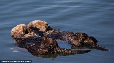 sea otters ahead of humans in using tools daily mail online