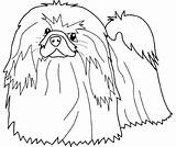 Apso Dog Lhasa Coloring Template Chien Coloriage sketch template