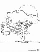 Pine Coloring Pages Trees Tree Getcolorings sketch template