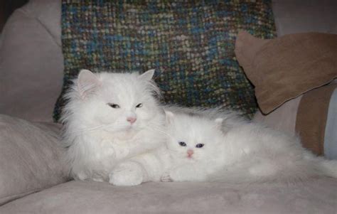 doll faced persian kitten female white healthy   shots  sale  pelham