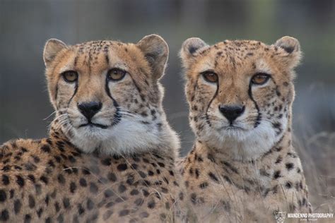 cheetahs safaripark beekse bergen  netherlands flickr