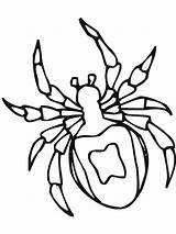 Spider Coloring Tarantula Drawing Insect Kids Netart Color sketch template