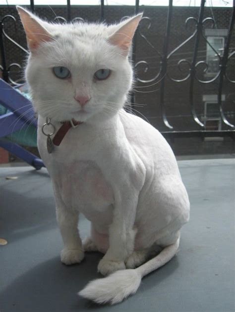11 cute pictures of shaved cats lifestyle