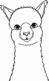 Alpaca Llama Lama Wecoloringpage Alpacas Ausmalen Bilder Alpaka Ausmalbild Malen Riscos Llamas Lhamas Alpakas Einzigartig Visit Graciosos sketch template