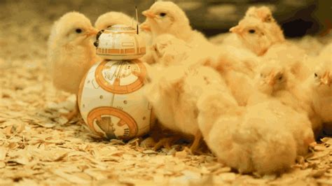 the force awakens chick find and share on giphy