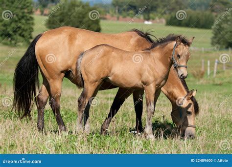 quarter horse mare  foal stock photo image